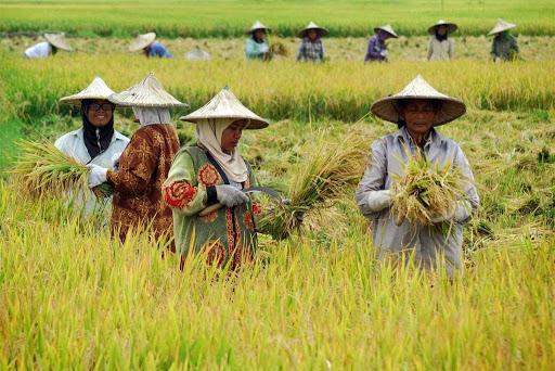 Transformasi Pertanian Irigasi Meningkatkan Kesejahteraan di Desa Kedunglegok, Kecamatan Kemangkon, Kabupaten Purbalingga