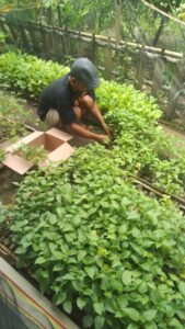 Agrobisnis Berkah “Peningkatan Ekonomi Melalui Transformasi Sektor Pertanian di Kedunglegok”